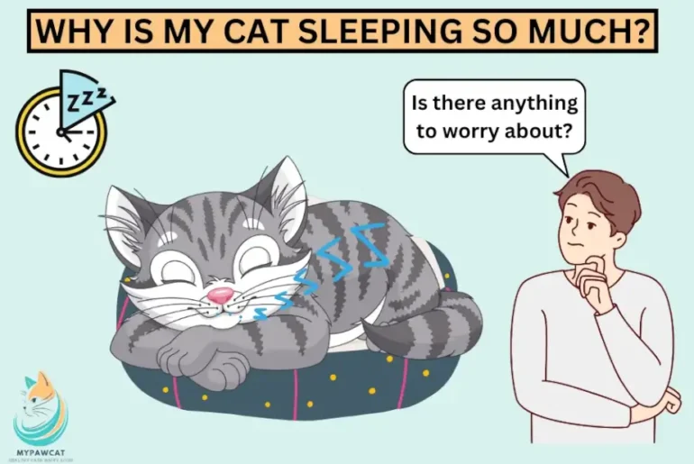 Why is my cat sleeping so much