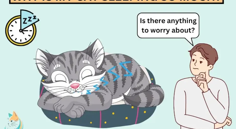 Why is my cat sleeping so much