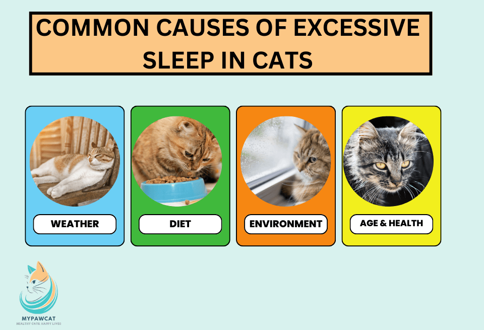 common causes of excessive sleeps in cats