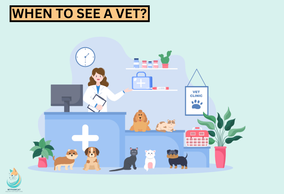 When to see a vet for cats