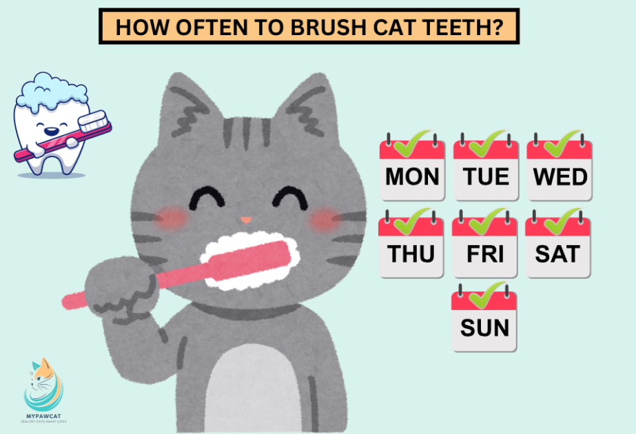 How Often Should You Brush Your Cat’s Teeth? The Ultimate Guide!