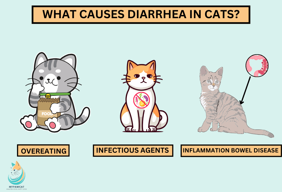 What causes diarrhea in cats?