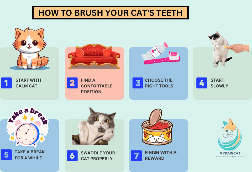 How to Brush Your Cat's Teeth