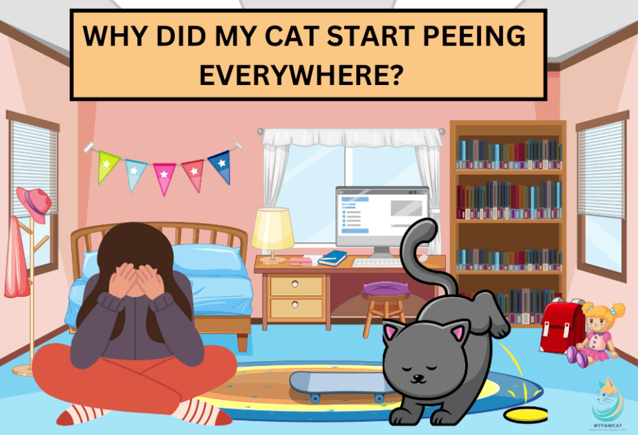 Why Is My Cat Peeing Everywhere? Causes & Fixes