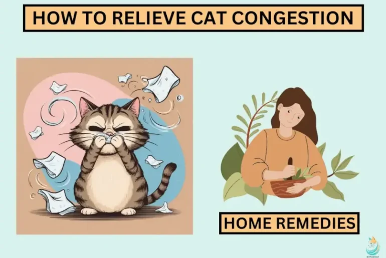 Cat Congestion Relief: Try These Effective Home Remedies Today