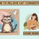 Cat Congestion Relief: Try These Effective Home Remedies Today