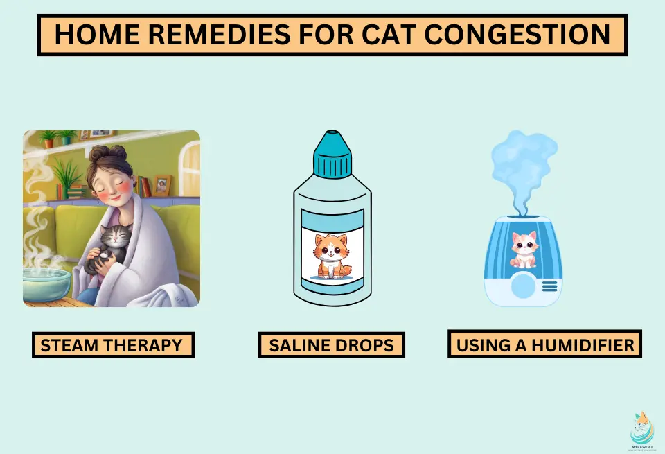 Home Remedies for Cat Congestion