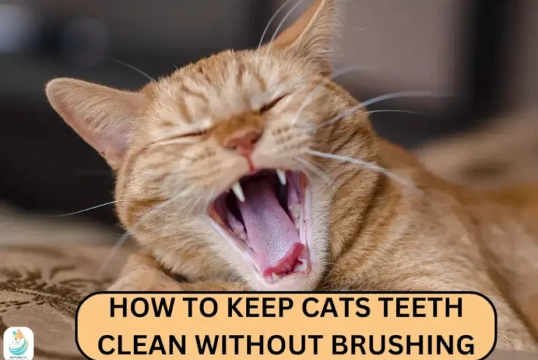Say Goodbye to Toothbrushes: Clean Your Cat's Teeth the Easy Way!