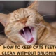 Say Goodbye to Toothbrushes: Clean Your Cat's Teeth the Easy Way!