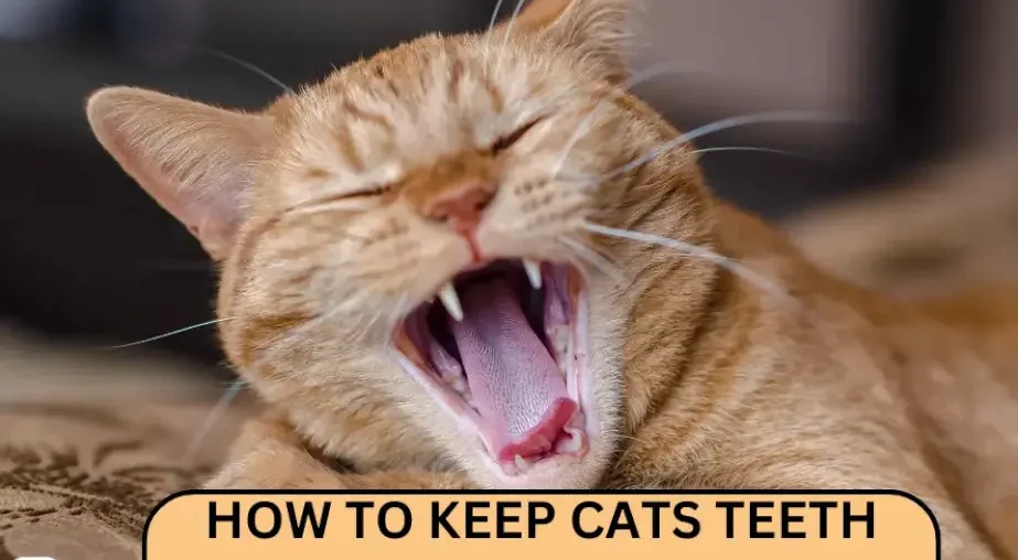Say Goodbye to Toothbrushes: Clean Your Cat's Teeth the Easy Way!