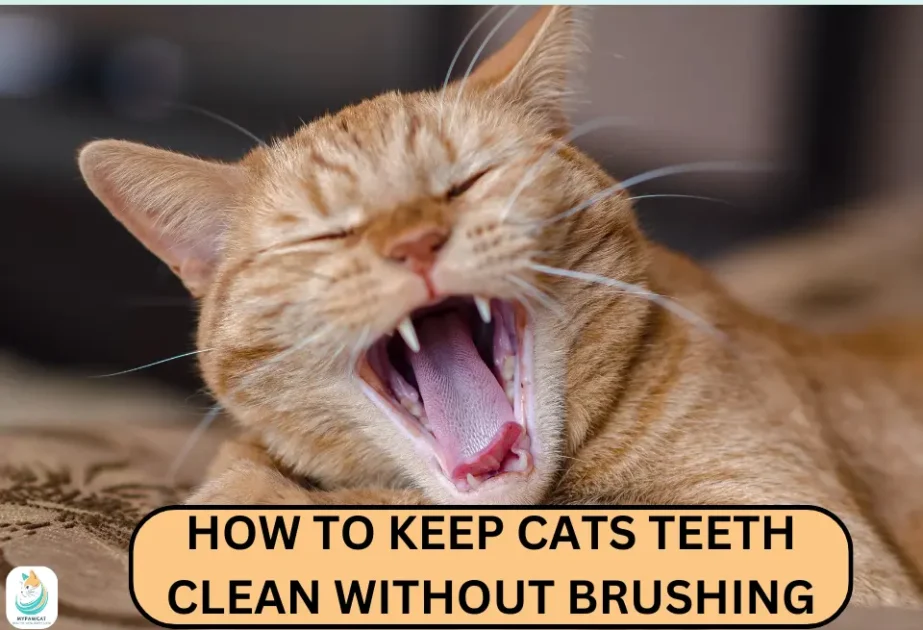 Say Goodbye to Toothbrushes: Clean Your Cat's Teeth the Easy Way!