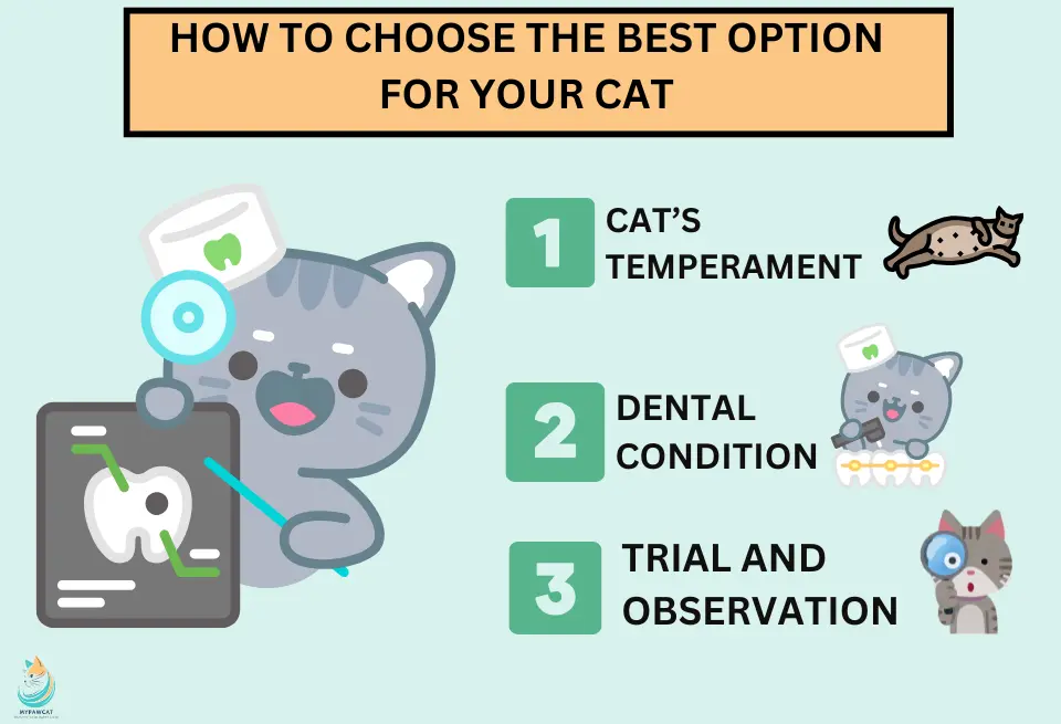 How to Choose the Best Option for Your Cat