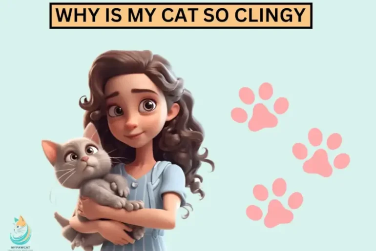 Why Is My Cat Suddenly Clingy? Tips to Calm Them Down