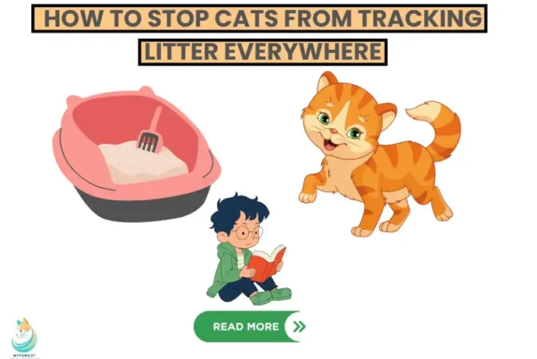 How to Stop Cats from Tracking Litter Everywhere