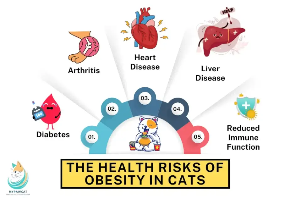 The Health Risks of Obesity in Cats