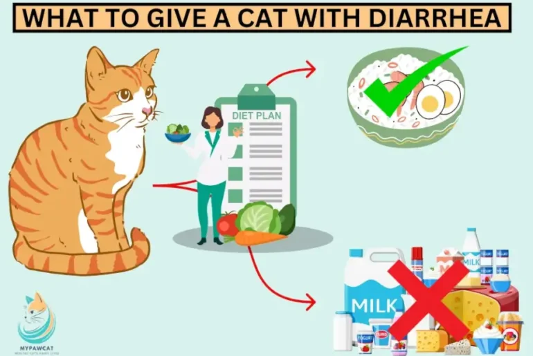 What to Give a Cat With Diarrhea: Simple Remedies That Work Fast