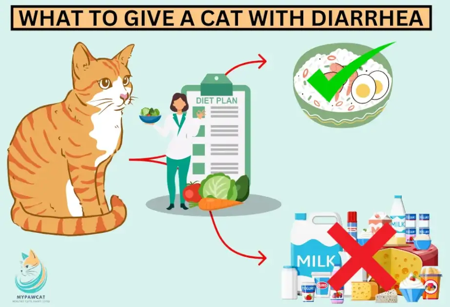 What to Give a Cat With Diarrhea: Simple Remedies That Work Fast