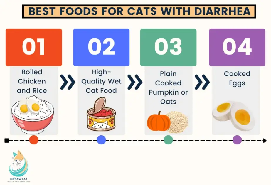 Best Foods for Cats with Diarrhea