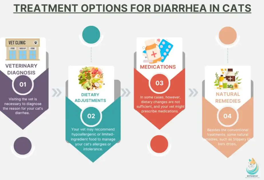 Treatment Options for Diarrhea in Cats