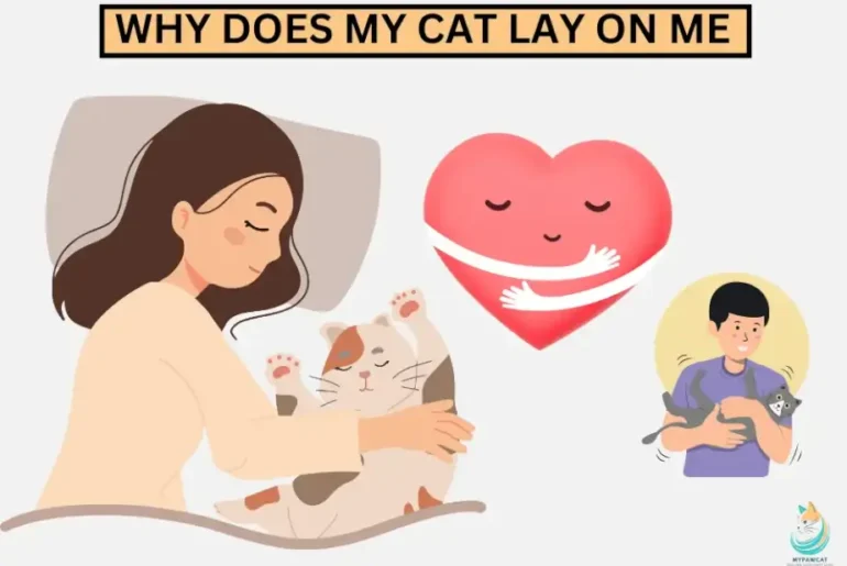 Why Cats Lay on Their Owners – 6 Real Reasons