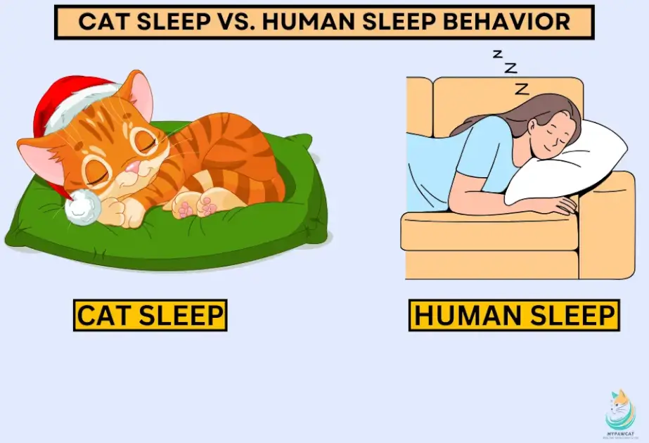 Cat Sleep vs. Human Sleep Behavior