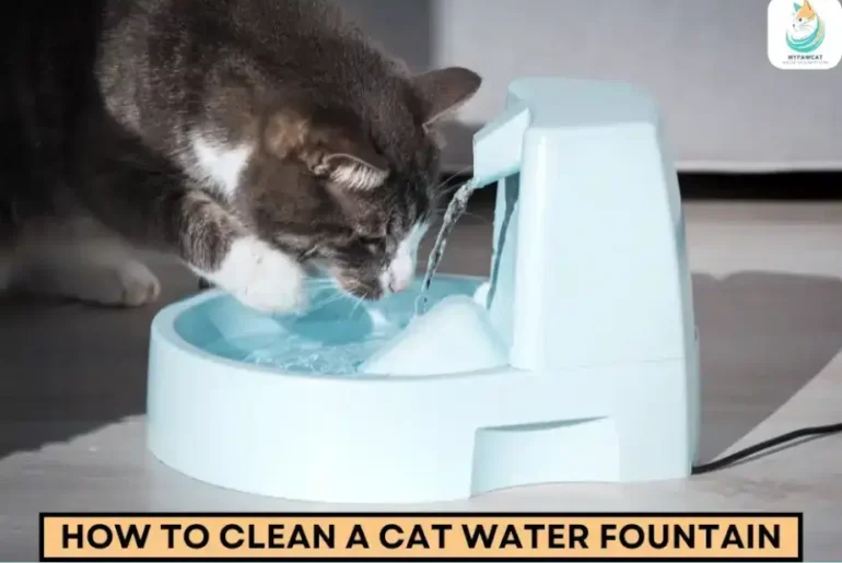 Clean Your Cat’s Water Fountain in 7 Quick & Effective Steps