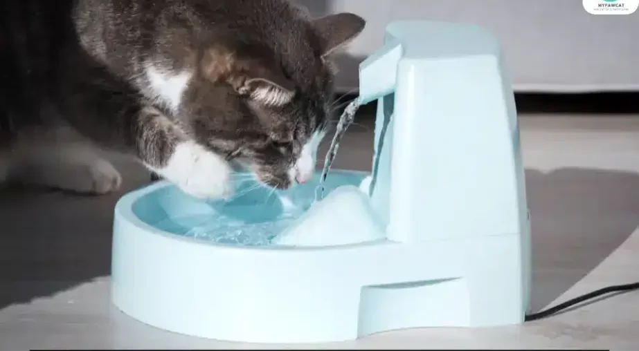 Clean Your Cat’s Water Fountain in 7 Quick & Effective Steps