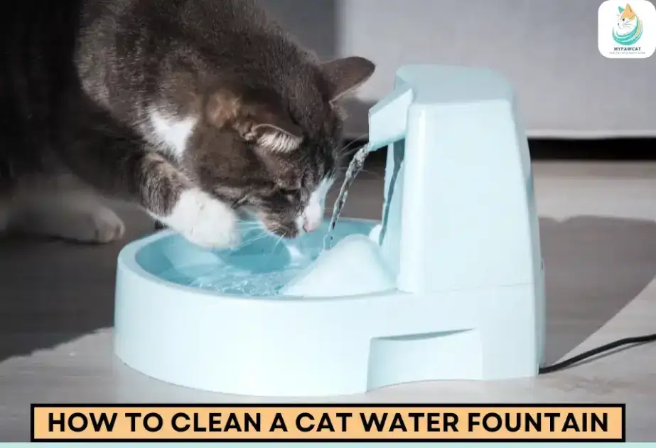 Clean Your Cat’s Water Fountain in 7 Quick & Effective Steps
