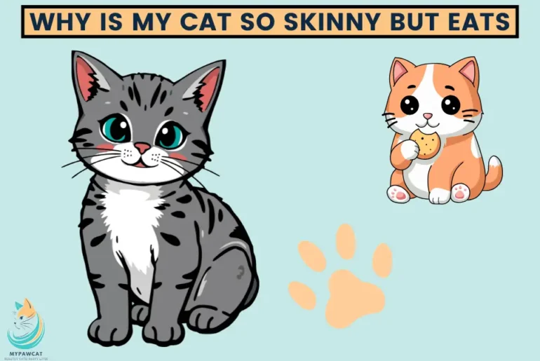 Why Is My Cat So Skinny but Still Eats?