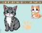 Why Is My Cat So Skinny but Still Eats?