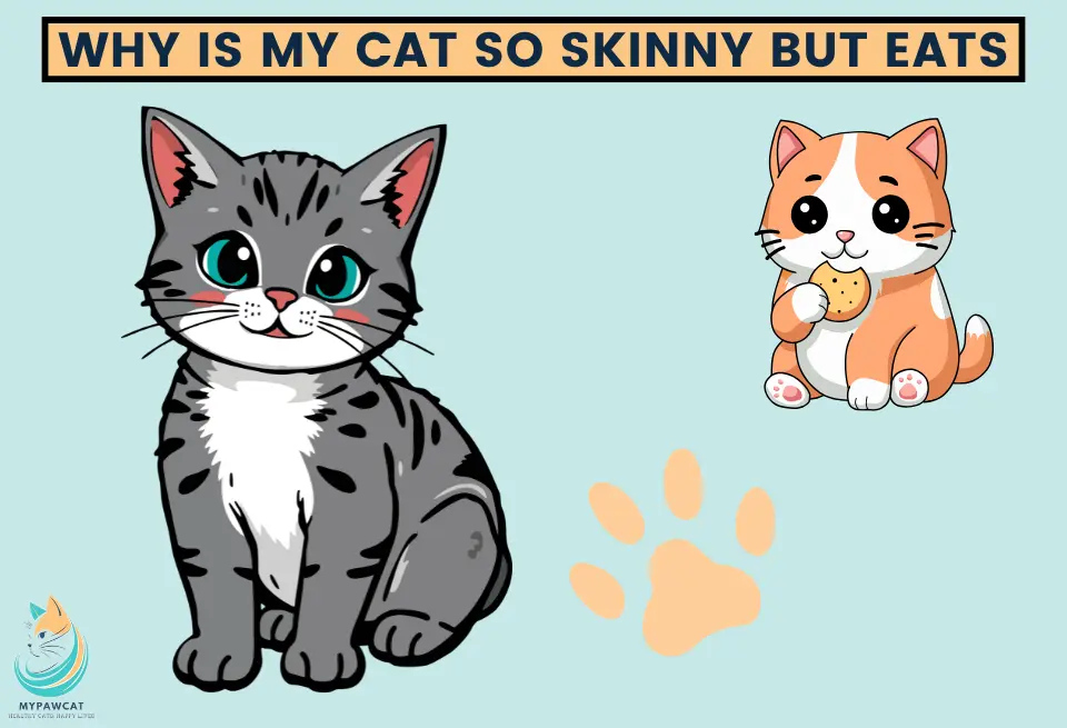 Why Is My Cat So Skinny but Still Eats?