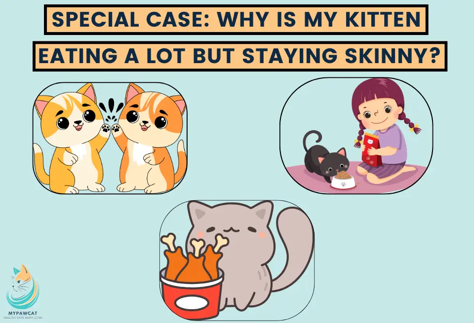 Special Case: Why Is My Kitten Eating a Lot but Staying Skinny?