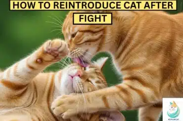How to Reintroduce Cats After a Fight