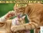 How to Reintroduce Cats After a Fight