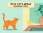 Cat Spraying behavior