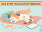 Spay Incision Aftercare for Cat: Do, Don’t and Red Flags