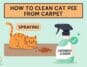 cleaning method of cat pee from carpet