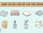 Hoe to get rid of cat pee odor