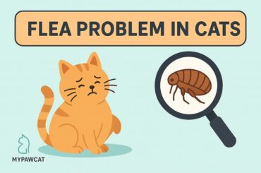 The ultimate guide on Flea in cats