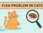 The ultimate guide on Flea in cats